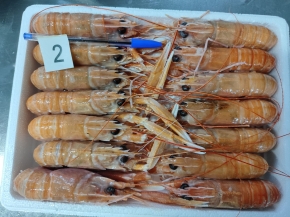 Cigalas