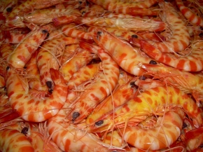 LANGOSTINOS TIGRE de Cadiz              elige tamao.
