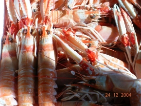 Cigalas Huelva    elige tamao